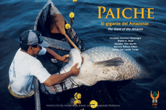 PAICHE, EL GIGANTE DEL AMAZONAS