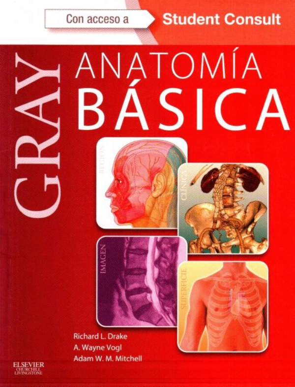ANATOMIA BASICA